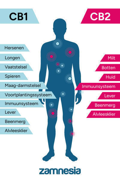 Synthetische Vs Natuurlijke Wiet Wat Is Het Verschil Zamnesia